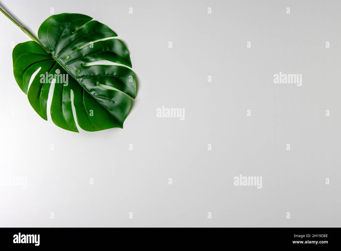 Disposizione creativa fatta di foglie tropicali verdi su sfondo bianco. Concetto esotico estivo minimale. Spazio di copia. Foto Stock
