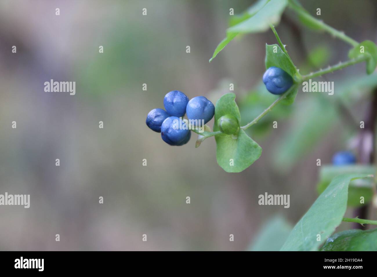 Un closeup su Asian Teartumb Knotweed Berries Foto Stock