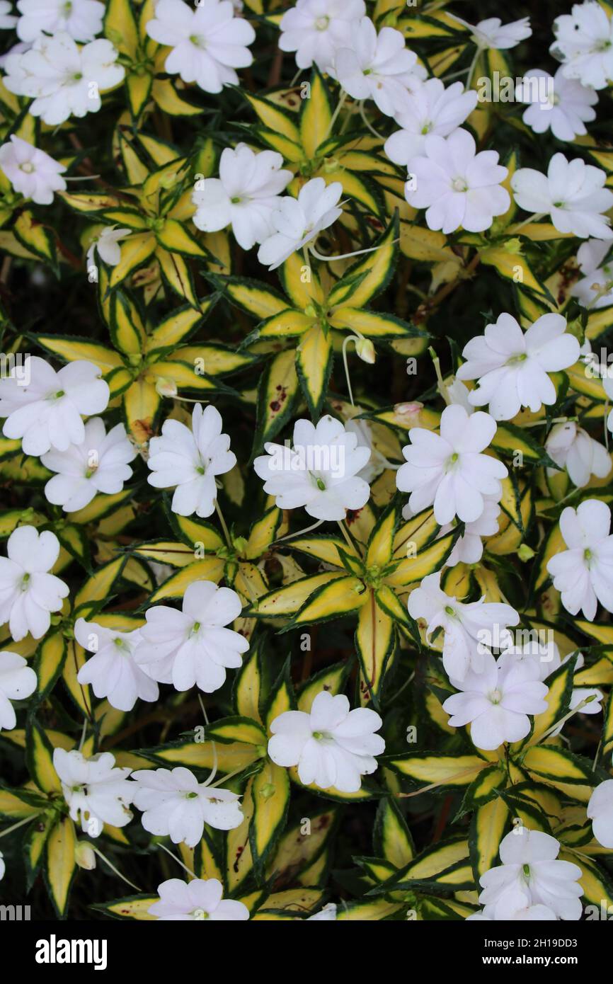 Bianca Nuova Guinea Impatiens con foliage variegato Foto Stock