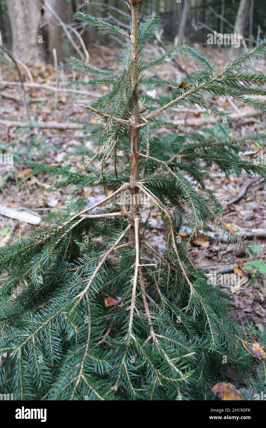 Un giovane albero Evergreen danneggiato da un profumo di buck-Marking Foto Stock