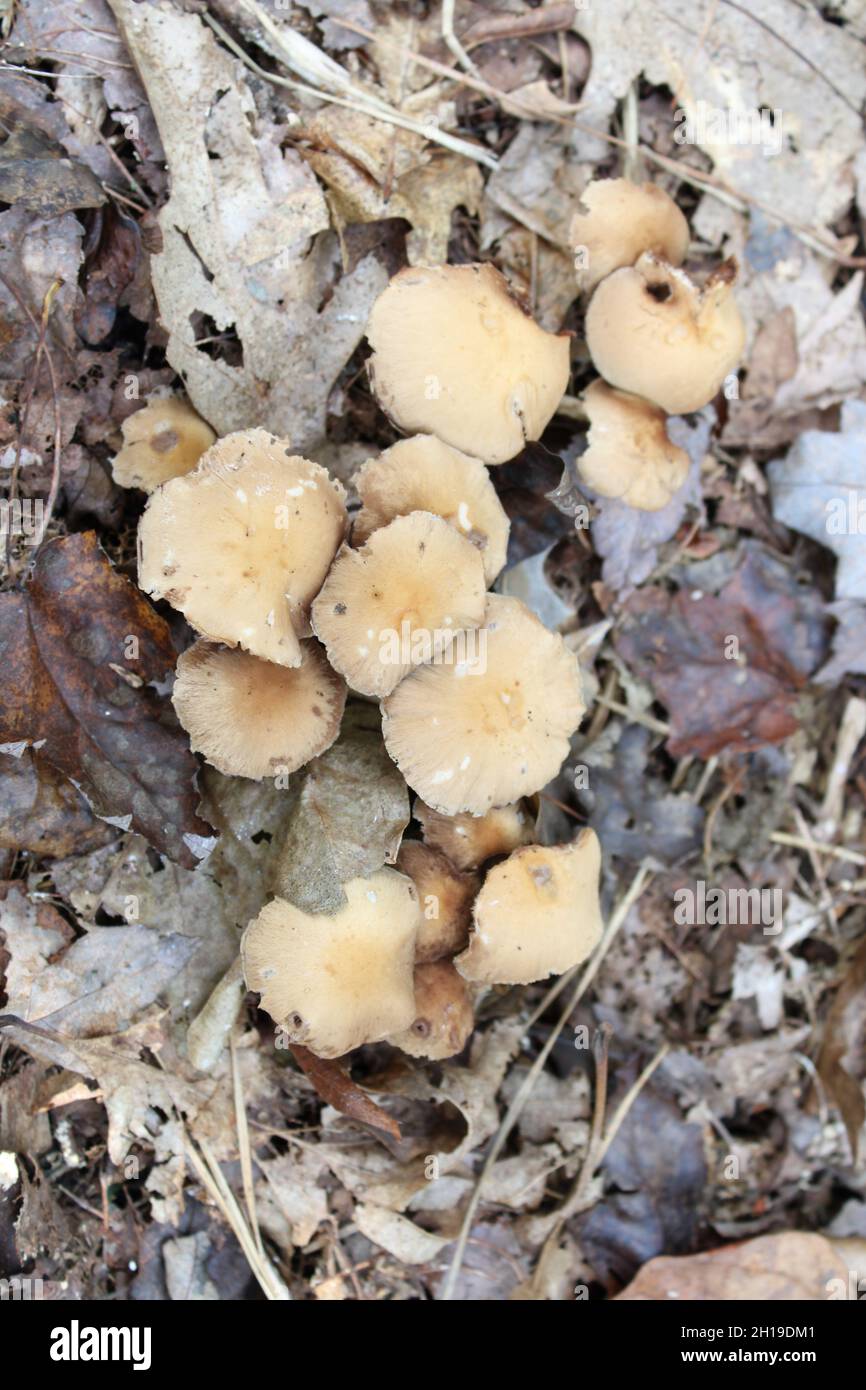 Un gruppo di funghi Brittlestem su un fondo forestale Foto Stock