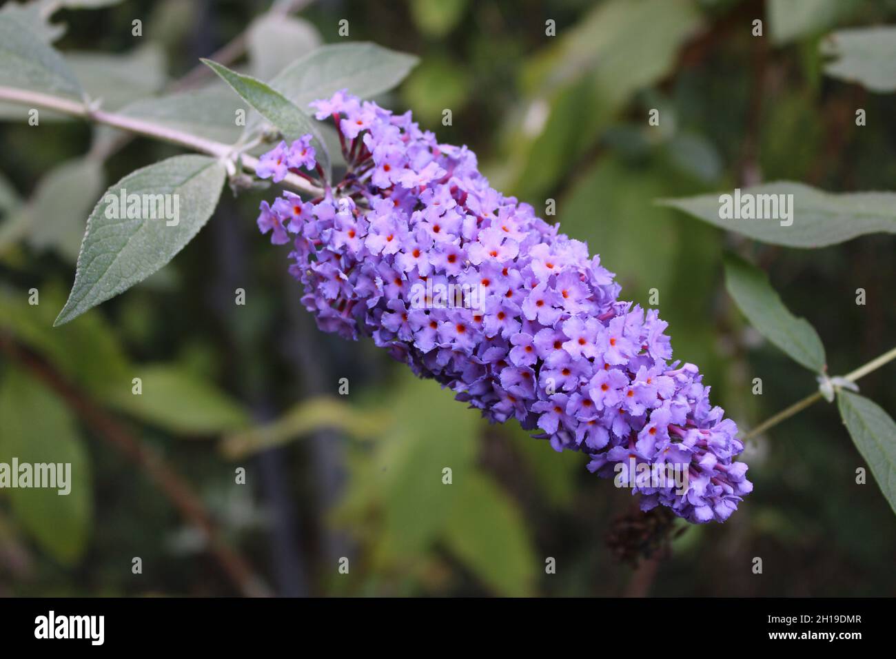 Un ramo fiorito su un Bush della farfalla viola Foto Stock