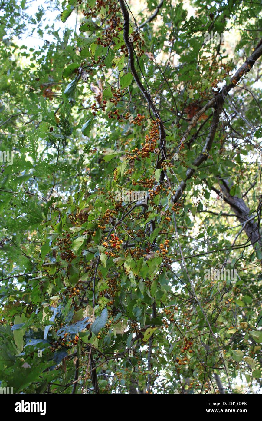 Raggruppamenti di Berries gialli su una grande miniera di Bittersweet orientale Foto Stock