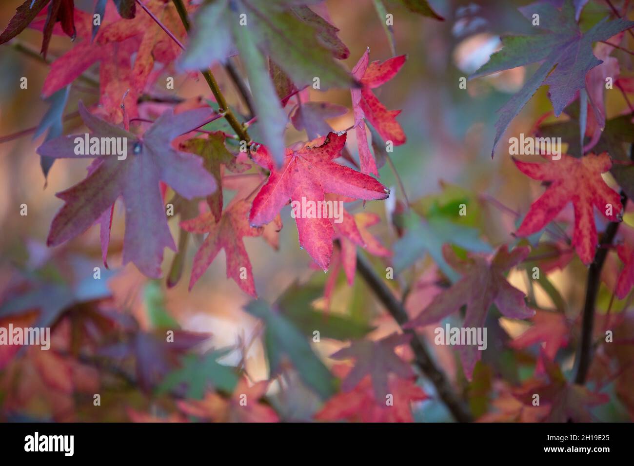 Colore autum brillante delle foglie di Liquidambar styraciflua. Foto Stock