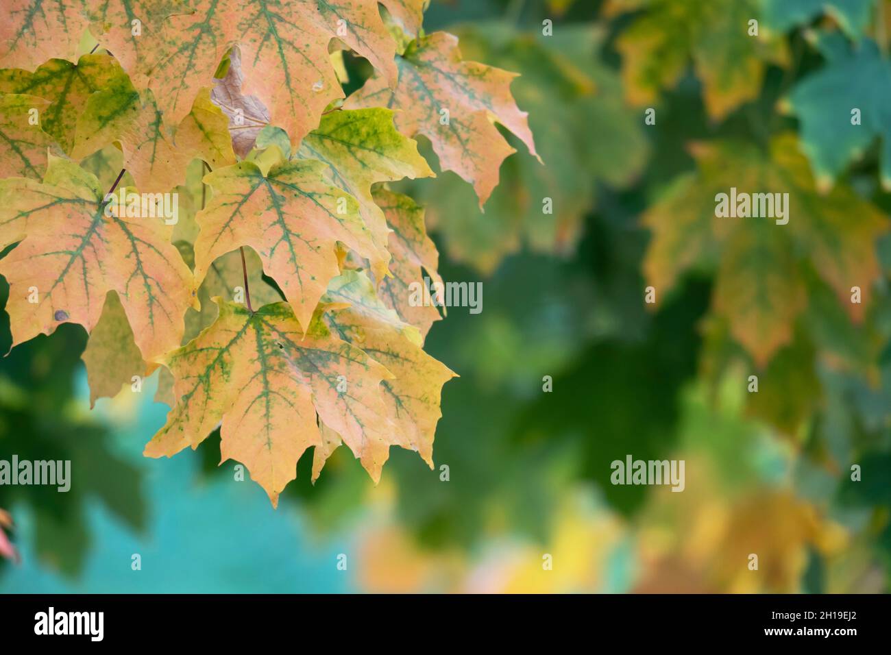 Autunno, autunno colori foglie di acero Foto Stock