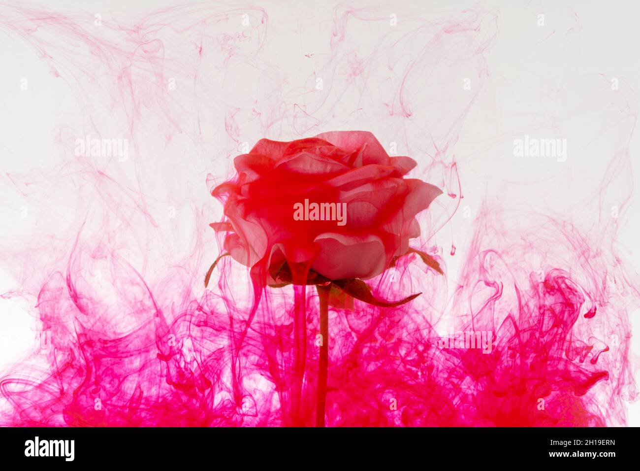 Fiore di rosa bianco all'interno in acqua con vernice acrilica rossa. Foto Stock