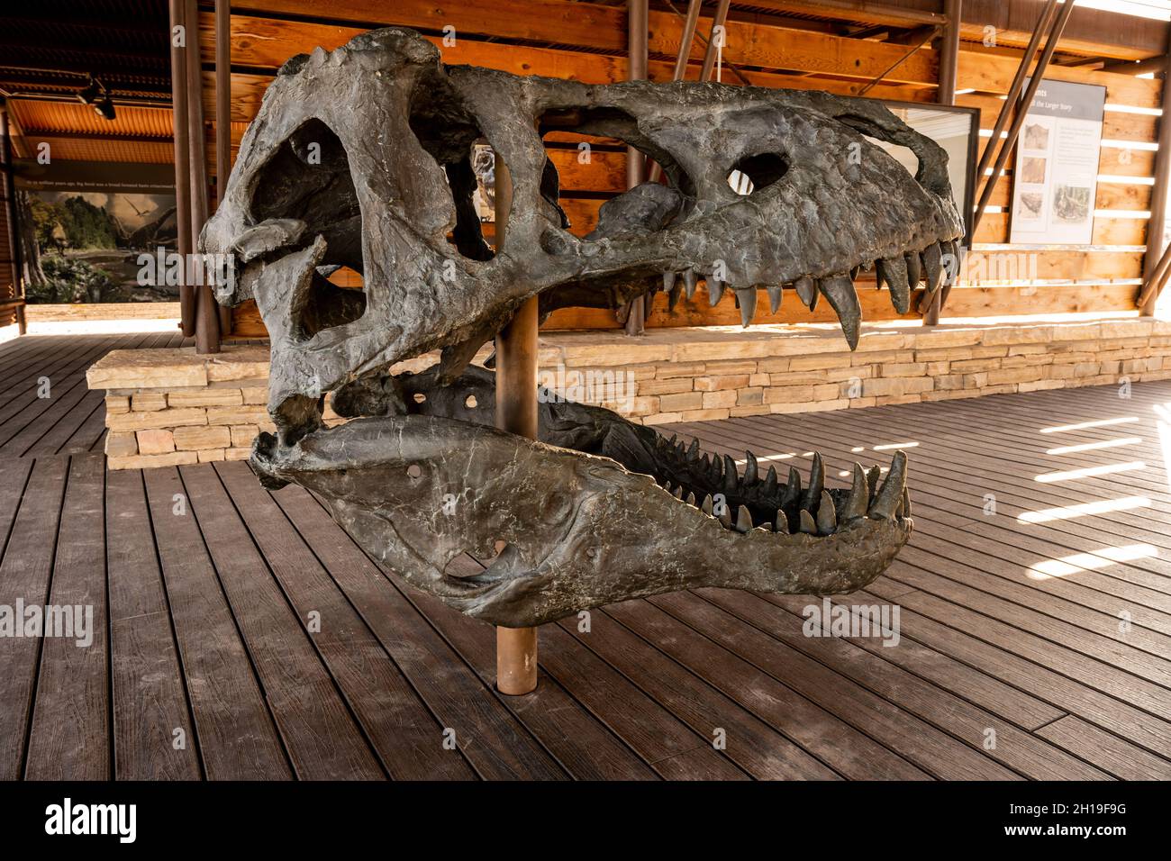 Mostra di cranio T-Rex nel Big Bend National Park Foto Stock