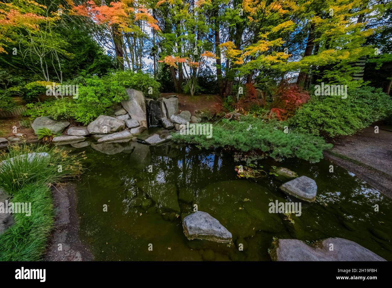 Laghetto Koi con rami di pino e colore autunnale nel giardino giapponese Yashiro, Olympia, Washington, USA Foto Stock
