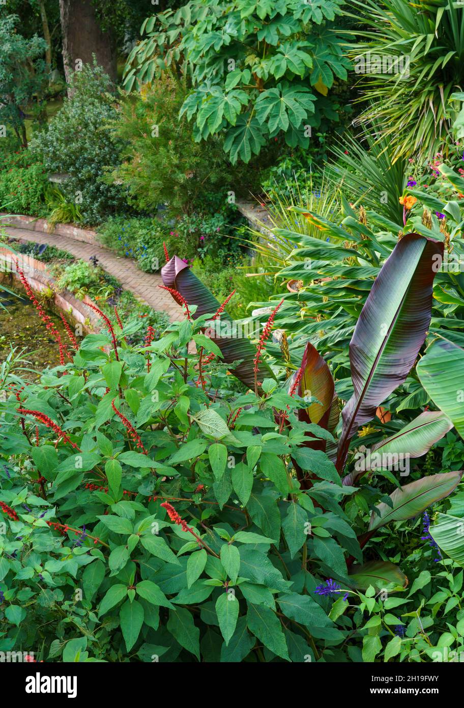 primo piano di salvia confertiflora e banana rossa (ensete ventricosum maurelli) Foto Stock