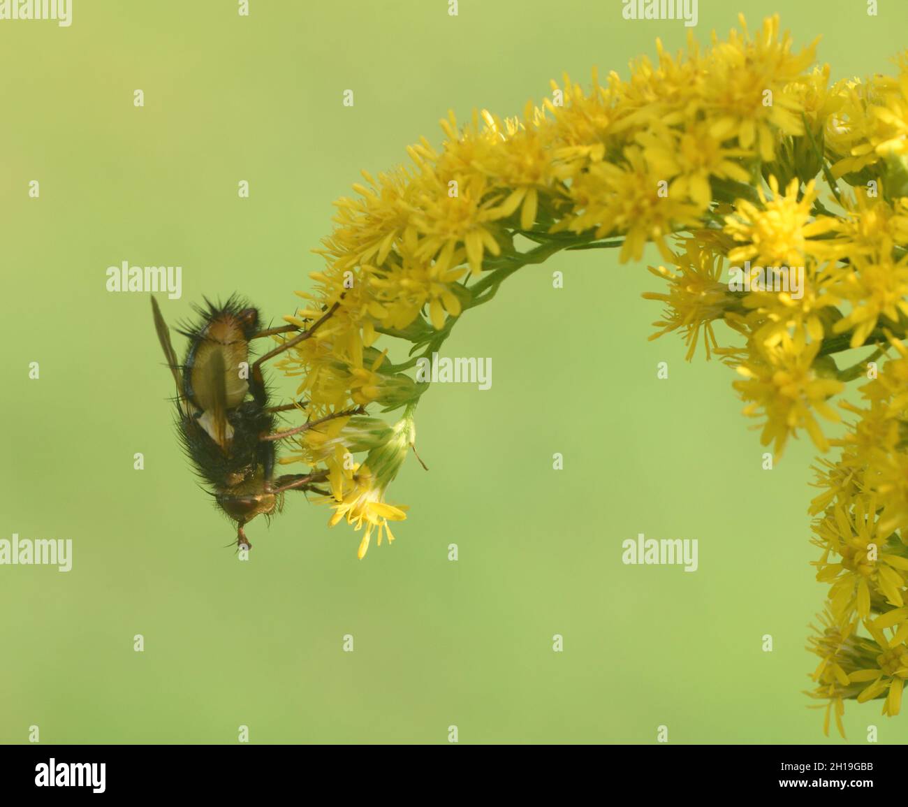 Una mosca si nutre di una canna d'oro o di una testa di fiore solidago. Foresta di Bedgebury, Kent, Regno Unito. Foto Stock