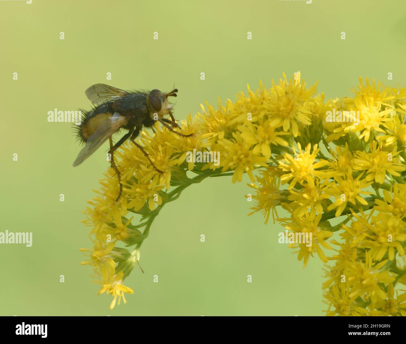 Una mosca si nutre di una canna d'oro o di una testa di fiore solidago. Foresta di Bedgebury, Kent, Regno Unito. Foto Stock