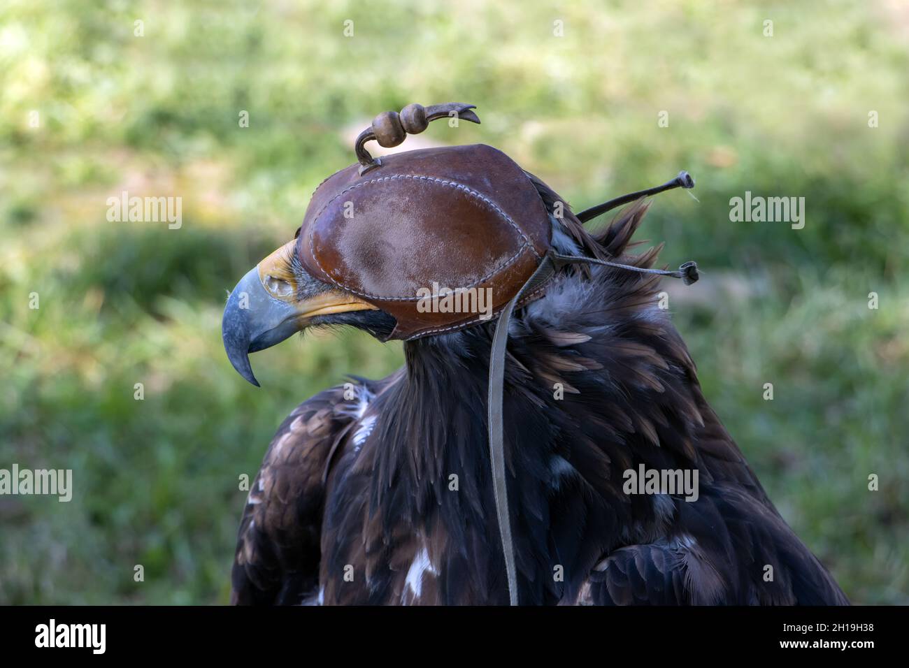 Un'aquila dorata (Aquila chrysaetos) con un cappuccio di pelle che ricopre gli occhi Foto Stock