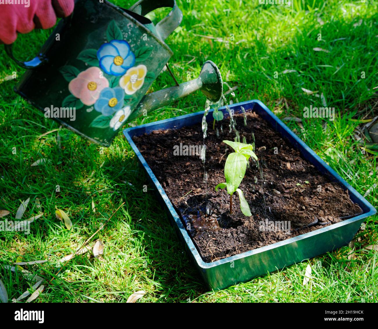Germogli verdi di crescita, un nuovo semi di girasole che viene innaffiato da una lattina di annaffiatura. Foto Stock