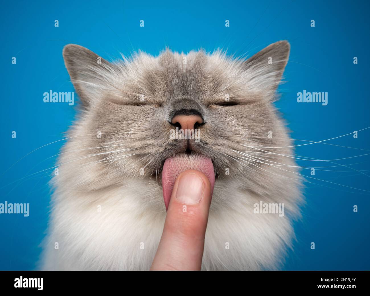 cute blue point birman gatto lecca il dito che mostra le papille sulla lingua del gatto Foto Stock