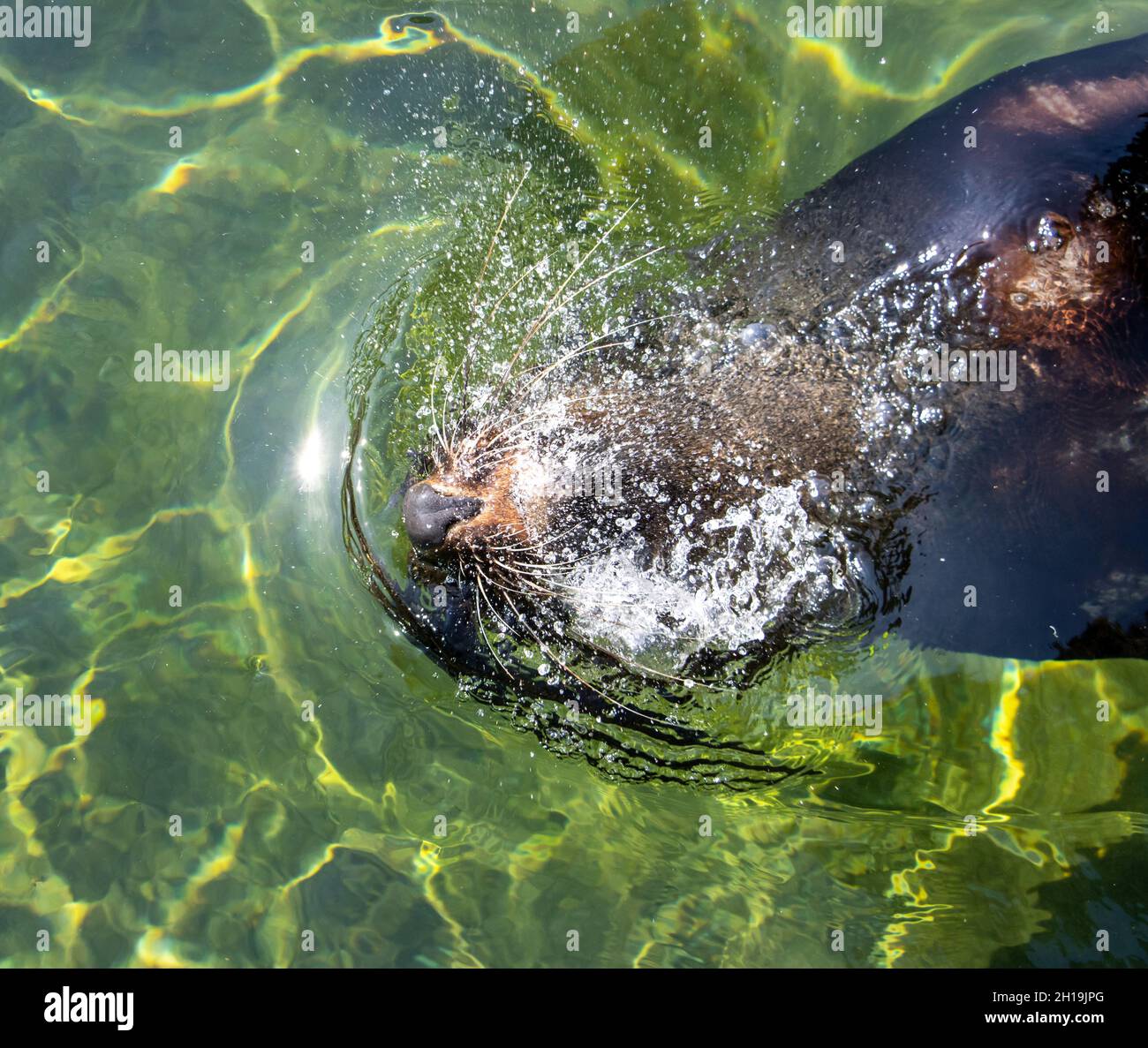 La foca marrone (Arctocephalus pusillus) nuota in acqua Foto Stock