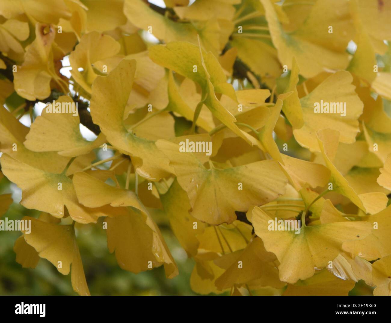Foglie di autunno gialle di un albero di ginkgo (Ginkgo biloba). Haywards Heath, East Sussex, Regno Unito. Foto Stock