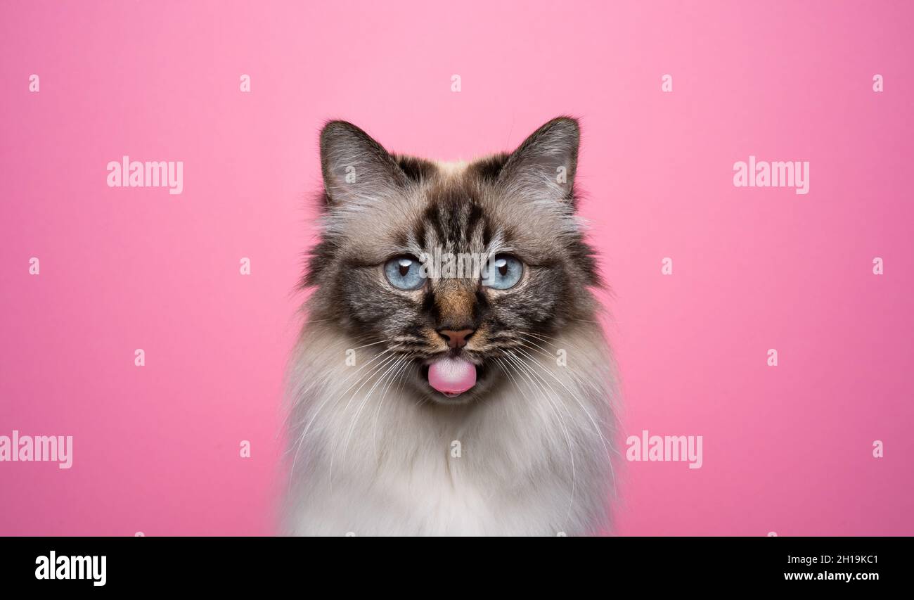 cute punto di sigillo tabby birman gatto che sporge lingua guardando la fotocamera su sfondo rosa con spazio copia Foto Stock