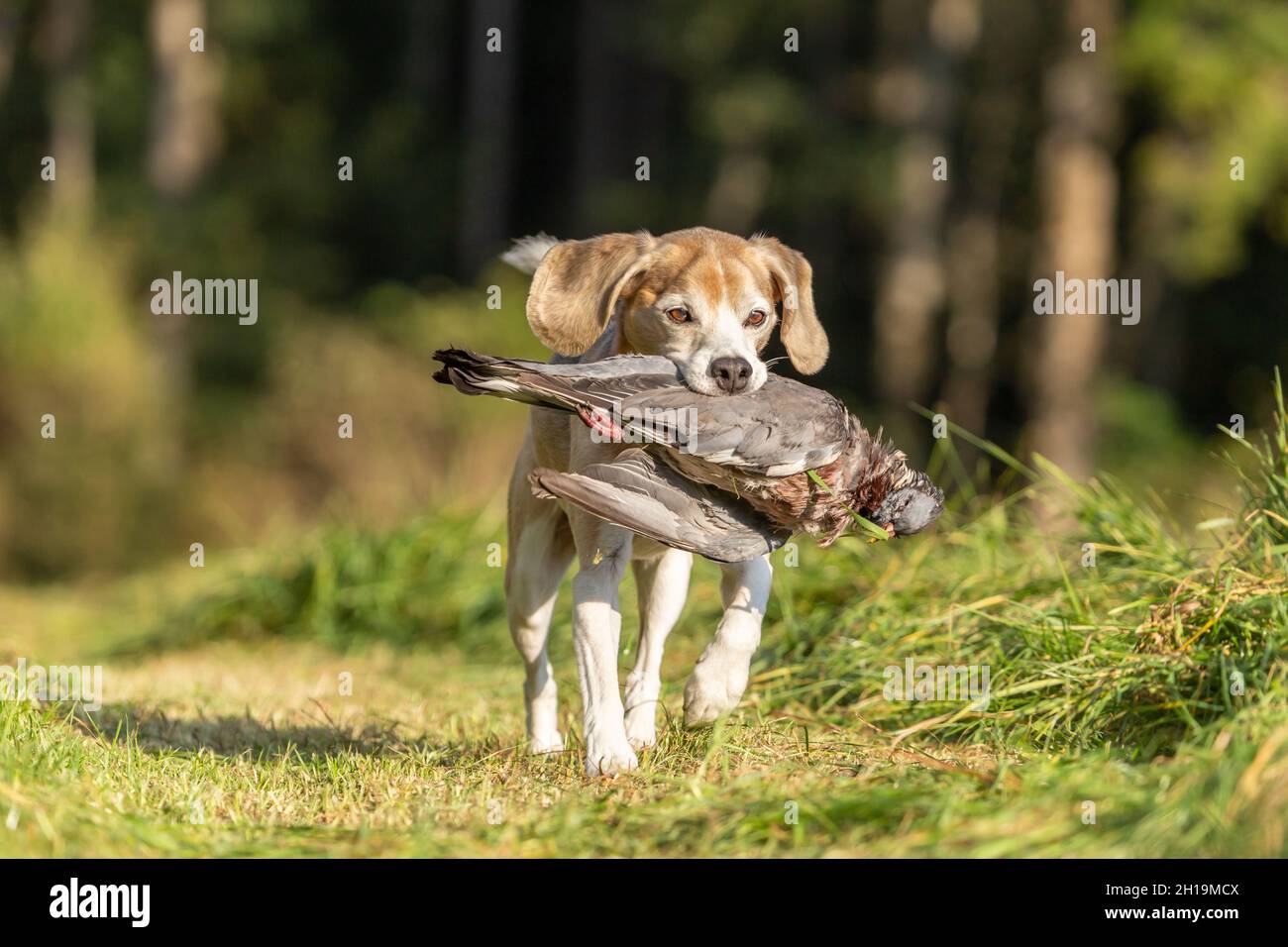 ritratto di un cane che recupera un pidoggeon morto. Gallina con un cane da pistola Foto Stock
