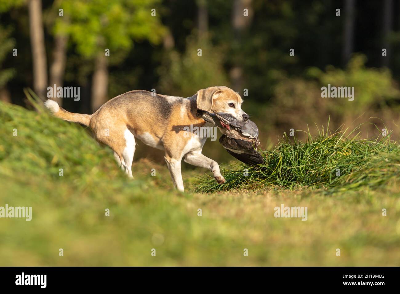 ritratto di un cane che recupera un pidoggeon morto. Gallina con un cane da pistola Foto Stock