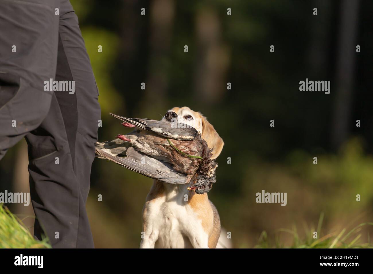 ritratto di un cane che recupera un pidoggeon morto. Gallina con un cane da pistola Foto Stock