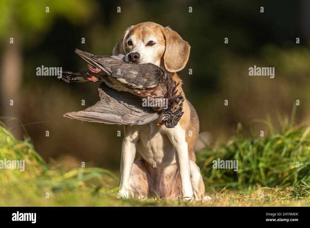 ritratto di un cane che recupera un pidoggeon morto. Gallina con un cane da pistola Foto Stock