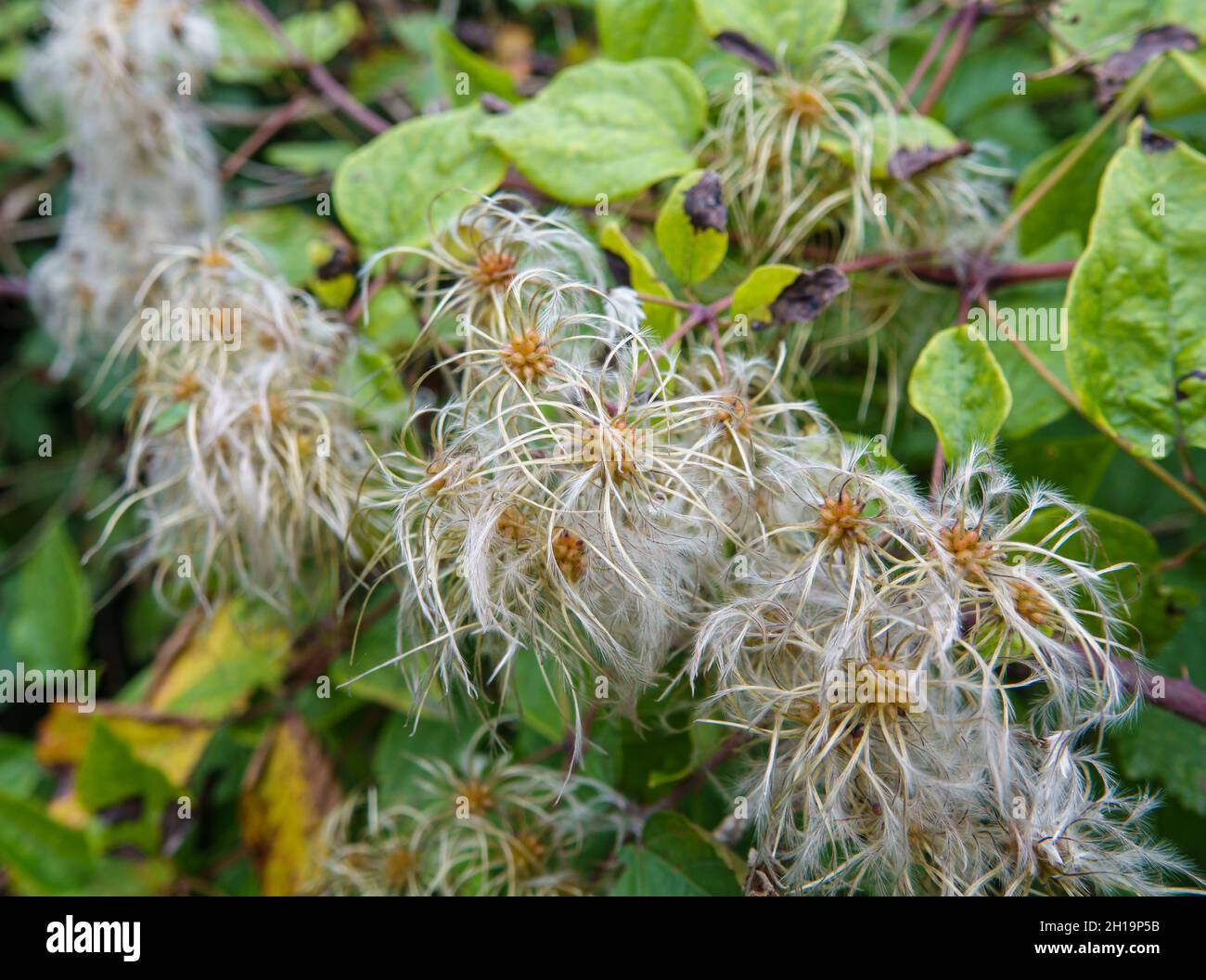 Primo piano di teste di semi di fiori di verginbbower asiatico (Clematis terniflora) Foto Stock