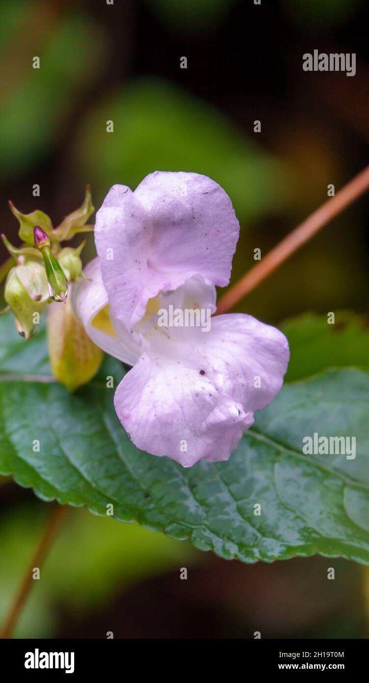 Himalayan balsam fiore (Impatiens glandulifera) aka caschetto di poliziotto, cime di bobby, cime di rame, il cappello di gnome e bacio-me-sulla-montagna Foto Stock