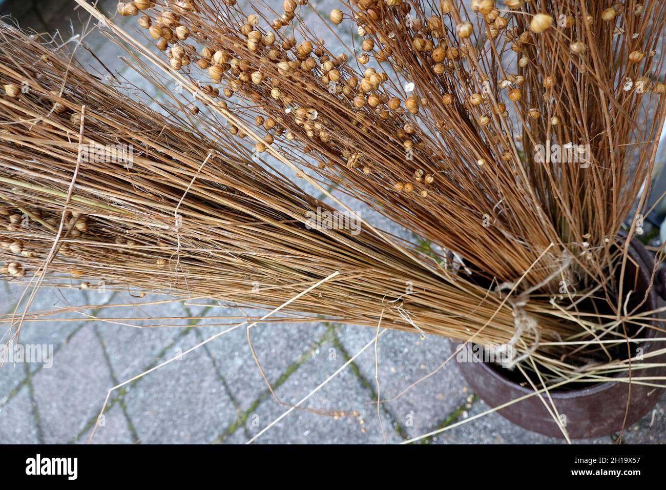 altes Handwerk - getrockneter Flachs, Rohstoff zur Leinenfertigung auf dem Handwerkermarkt in Kommern, Nordrhein-Westfalen, Deutschland Foto Stock