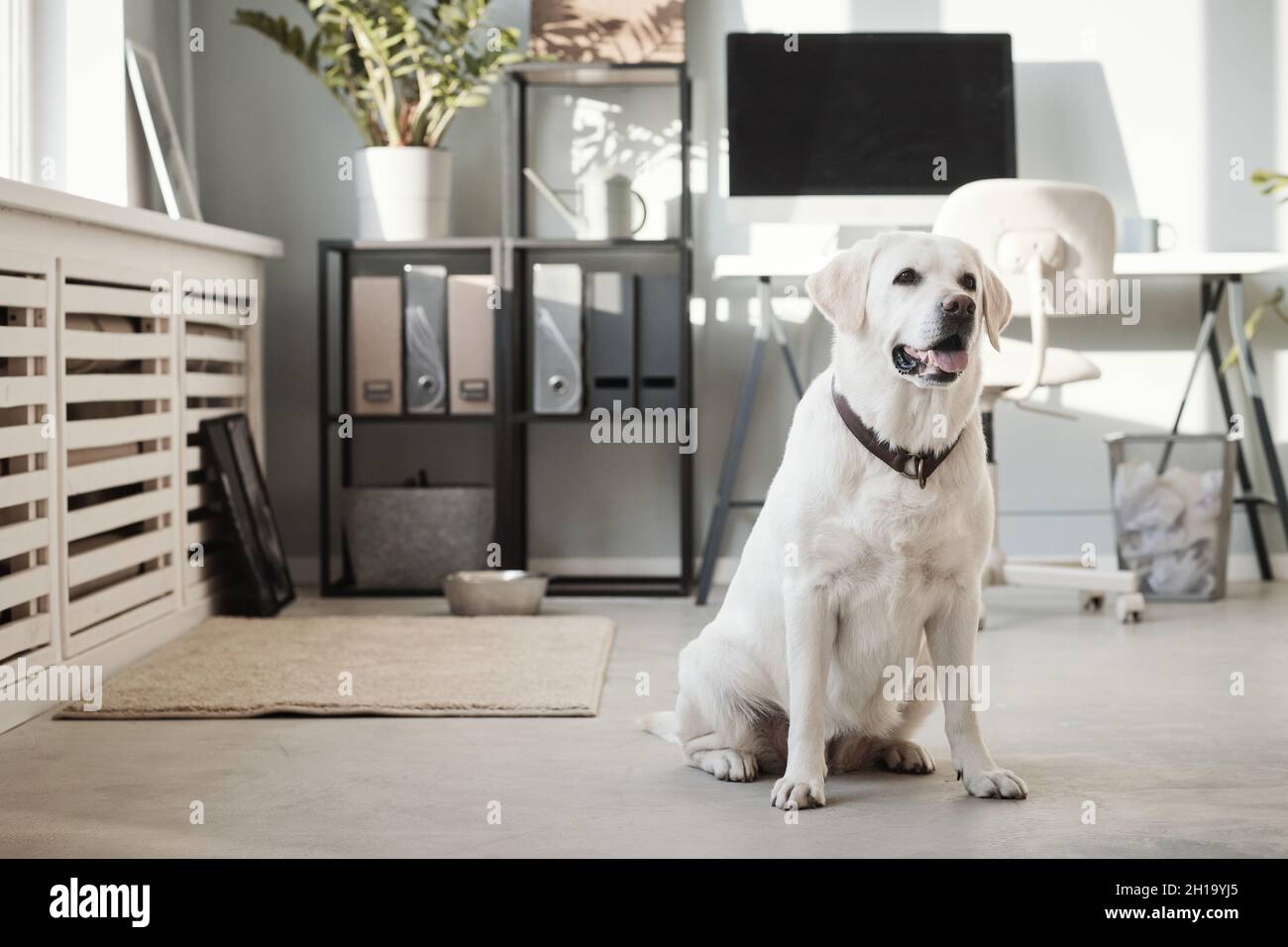 Ritratto a tutta lunghezza di un grande cane bianco che guarda la macchina fotografica con la scrivania sullo sfondo in un ufficio in cui sono ammessi gli animali domestici, spazio per le copie Foto Stock