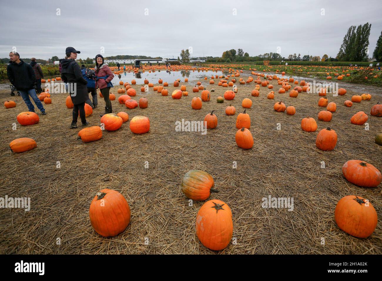 Richmond, Canada. 17 ottobre 2021. La gente è vista durante un'attività della patch della zucca in una fattoria a Richmond, Columbia Britannica, Canada, il 17 ottobre 2021. La gente ha partecipato all'attività per segnare l'arrivo della stagione di raccolto e celebrare il prossimo Halloween. Credit: Liang Sen/Xinhua/Alamy Live News Foto Stock