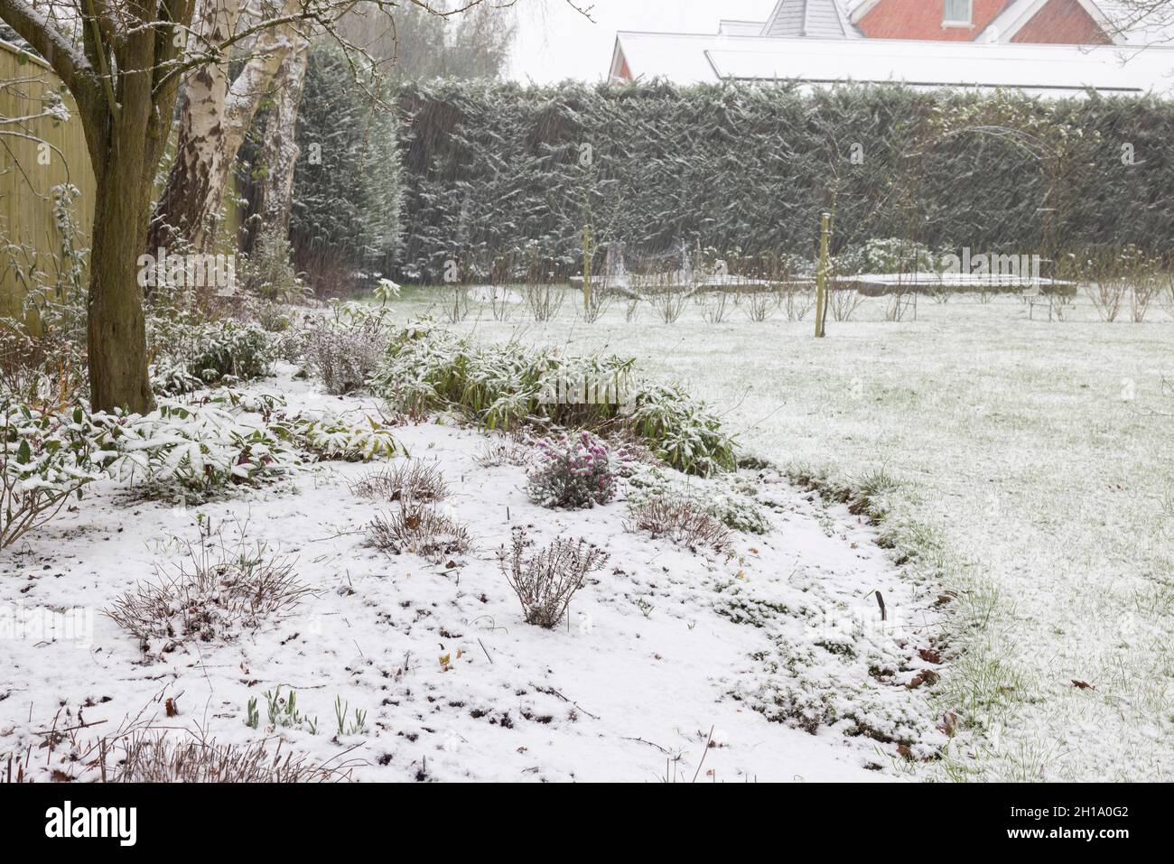 Neve che cade su un grande giardino britannico in inverno, con prato e aiuole di fiori ricoperti di neve Foto Stock