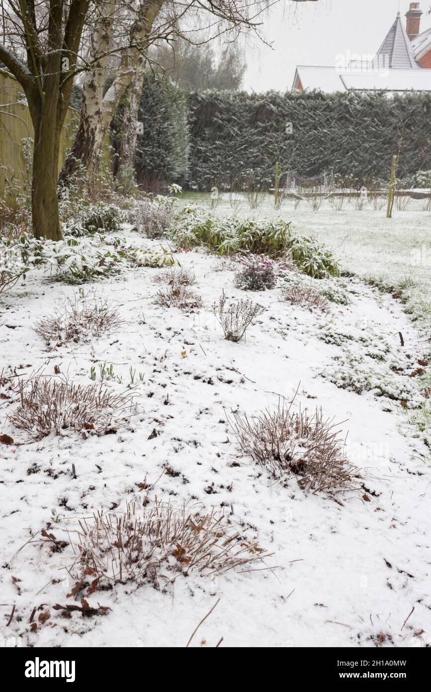 Giardino aiuola coperta di neve in inverno, grande giardino UK Foto Stock