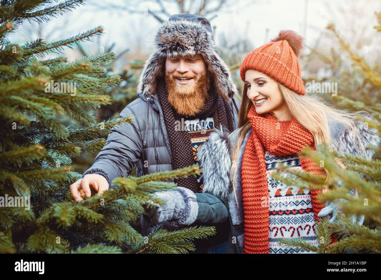 Donna e uomo che scelgono un albero di Natale per la loro casa Foto Stock