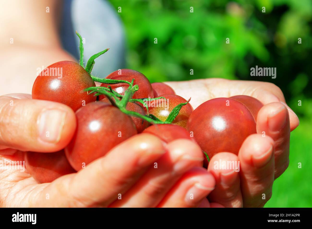 Pomodori ciliegini rossi maturi in mano della donna. Foto Stock