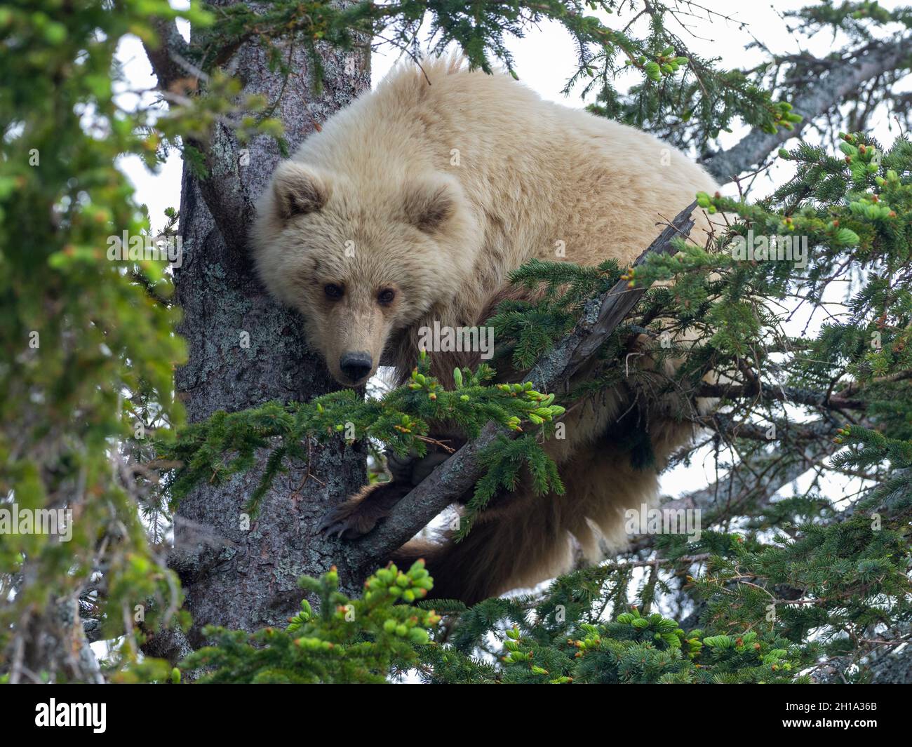 Marrone / Orso grizzly, il Parco Nazionale del Lago Clark, Alaska. Foto Stock