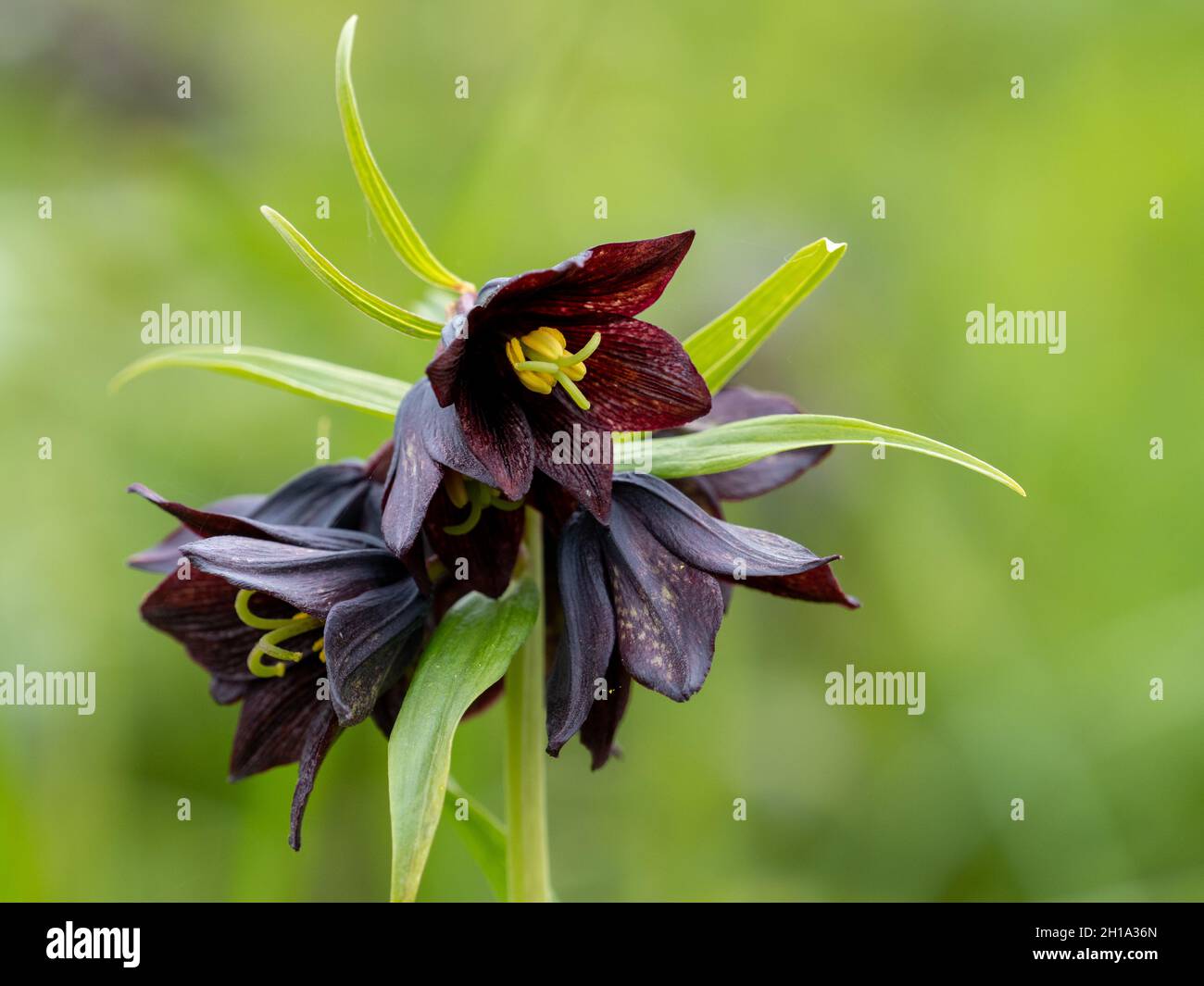 Chocolate Lily, Lake Clark National Park, Alaska. Foto Stock