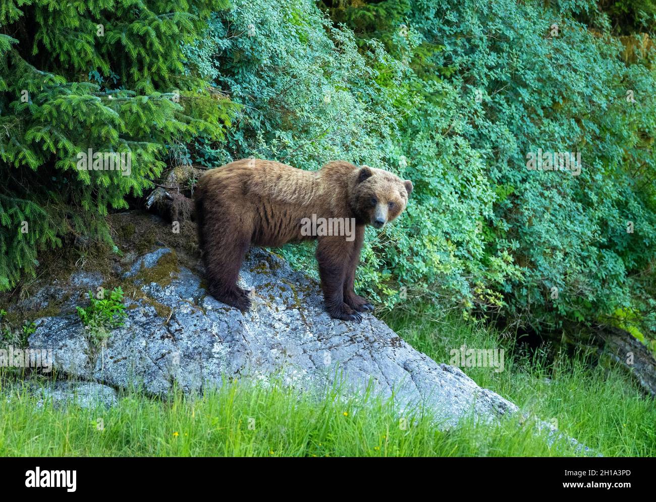 Orso bruno, Foresta Nazionale di Tongass, Alaska. Foto Stock