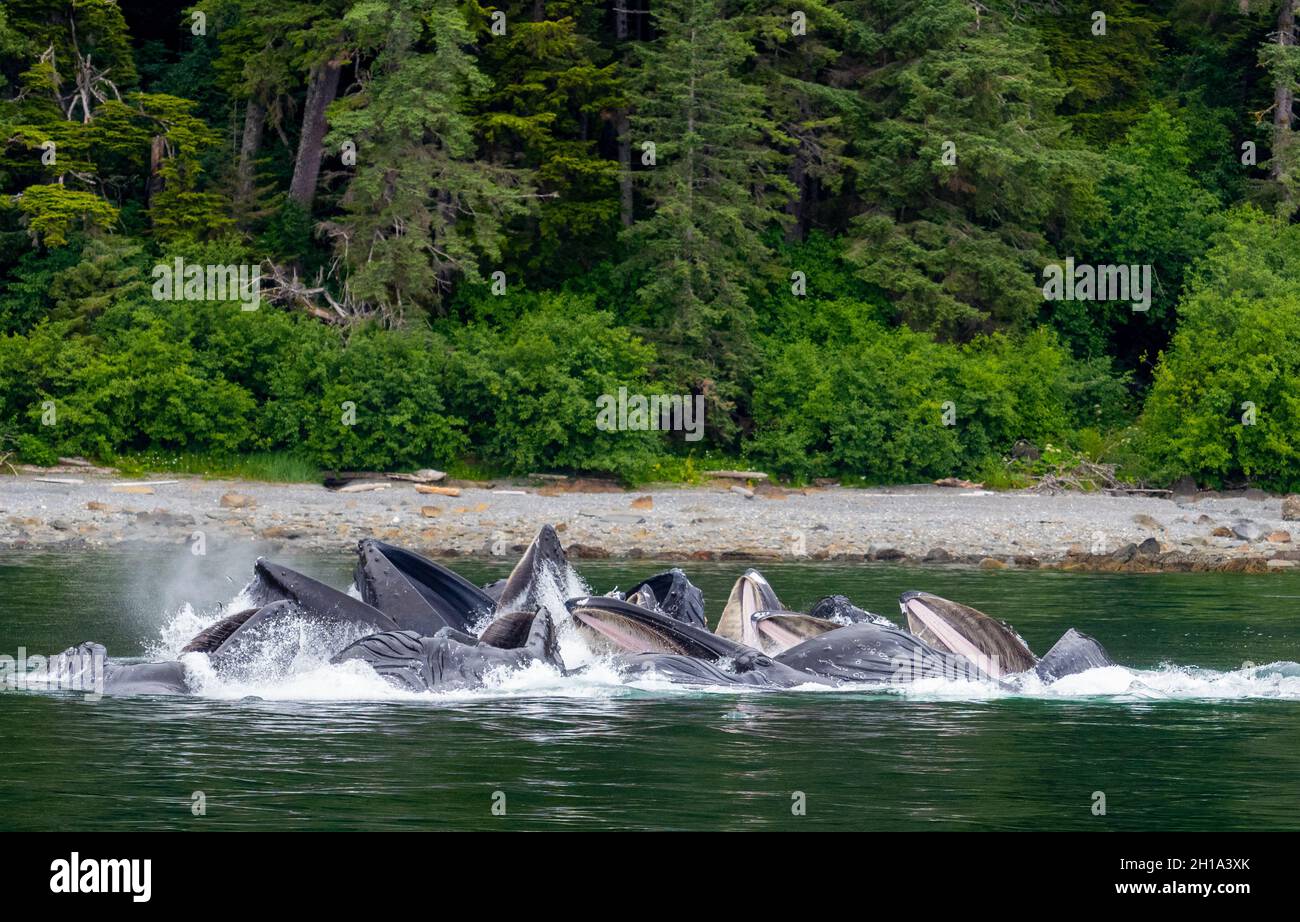 Le megattere, Tongass National Forest, Alaska. Foto Stock
