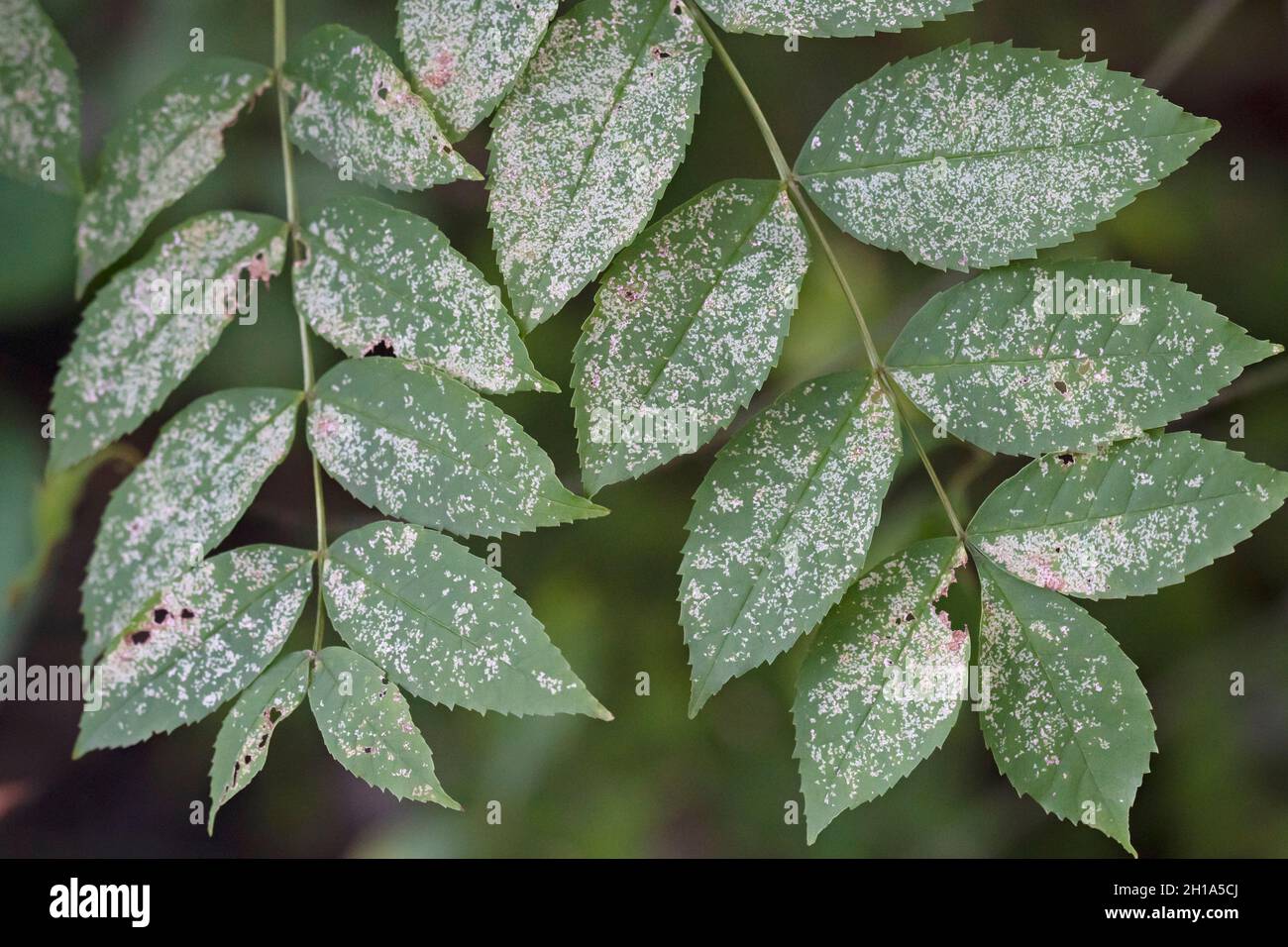 Muffa polverulenta su foglie causate dal fungo della specie Erysiphales. Foto Stock
