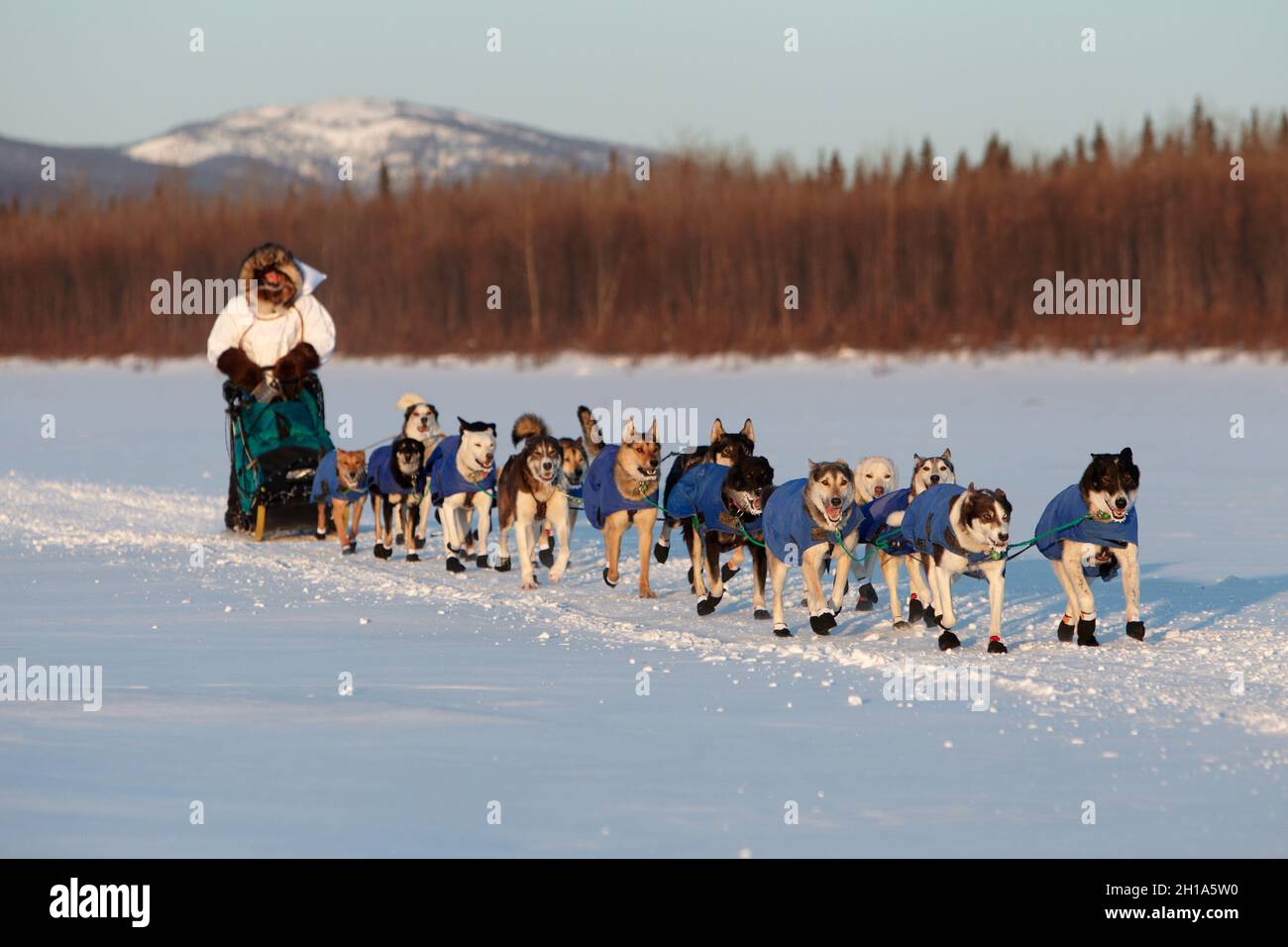 Iditarod corsa di slitte trainate da cani, Yukon River, Galena, Alaska Foto Stock