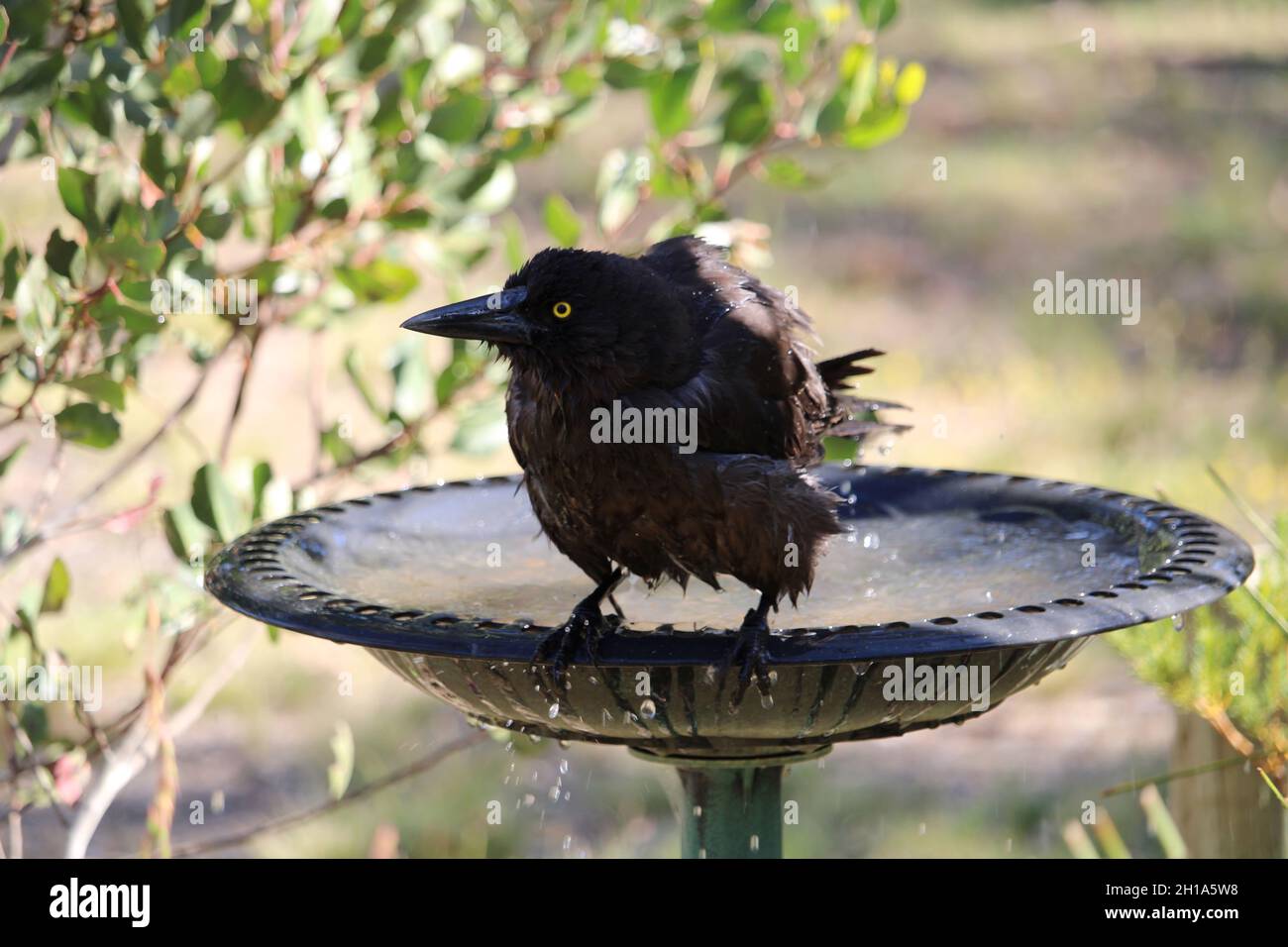 Primo piano del bagno selvaggio Gray Currawong (Strepera versicolor), Australia Meridionale Foto Stock