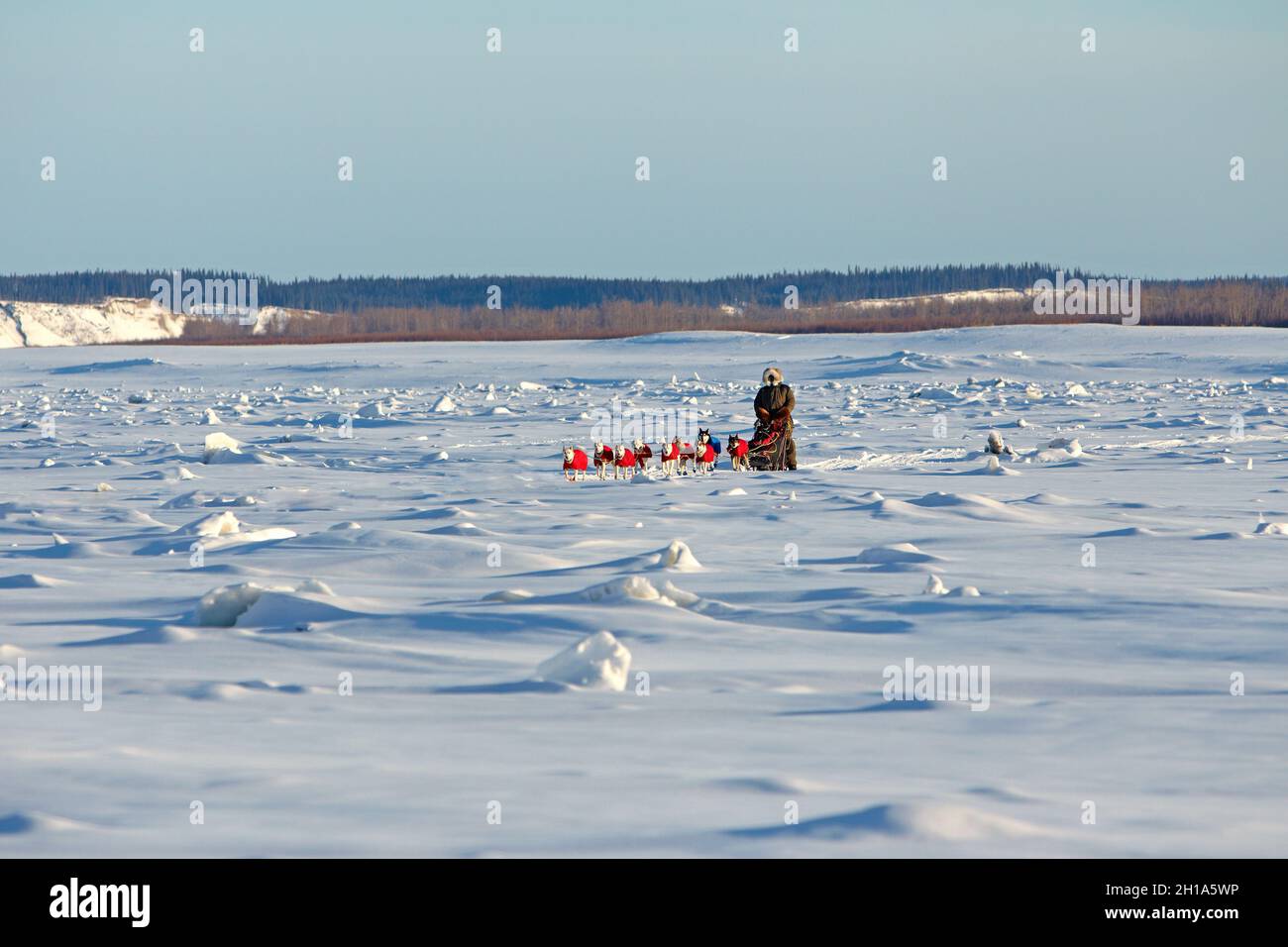 Iditarod corsa di slitte trainate da cani, Yukon River, Galena, Alaska Foto Stock