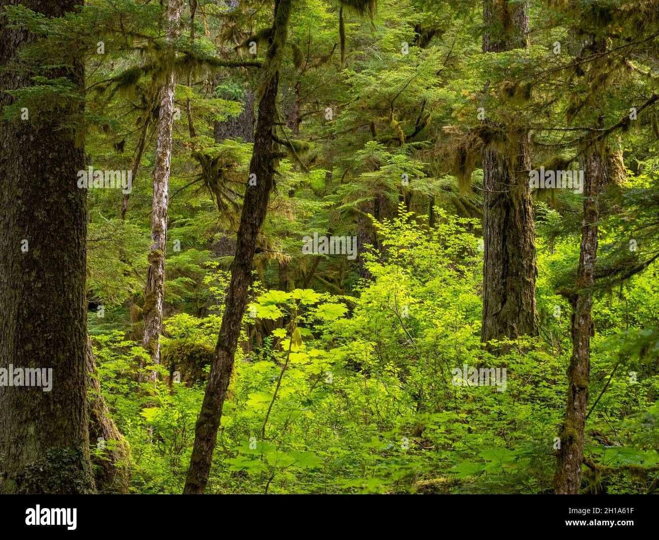 L'area di osservazione degli orsi di Pack Creek, la foresta nazionale di Tongass, Alaska. Foto Stock