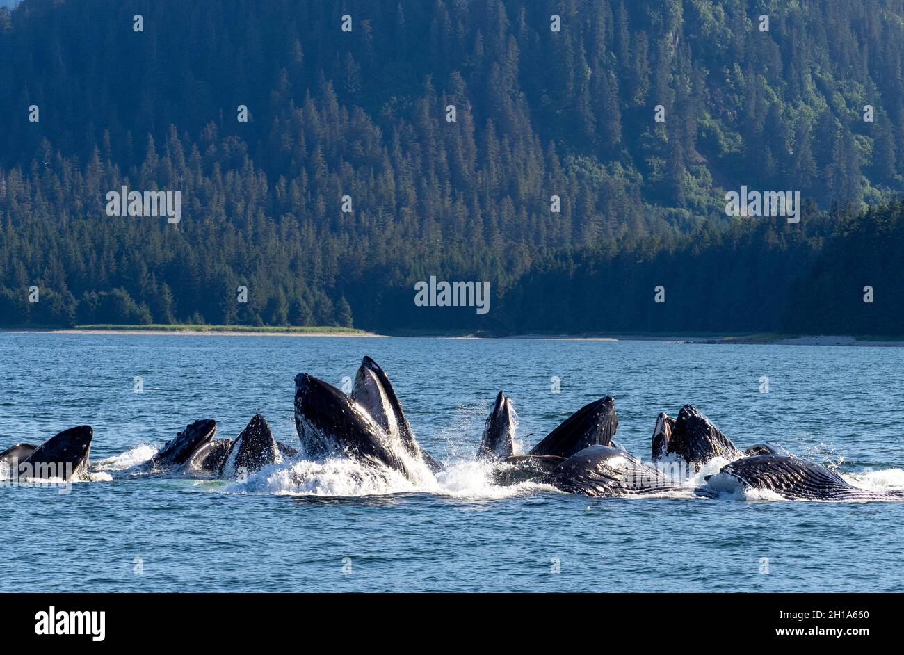 Le megattere, Tongass National Forest, Alaska. Foto Stock