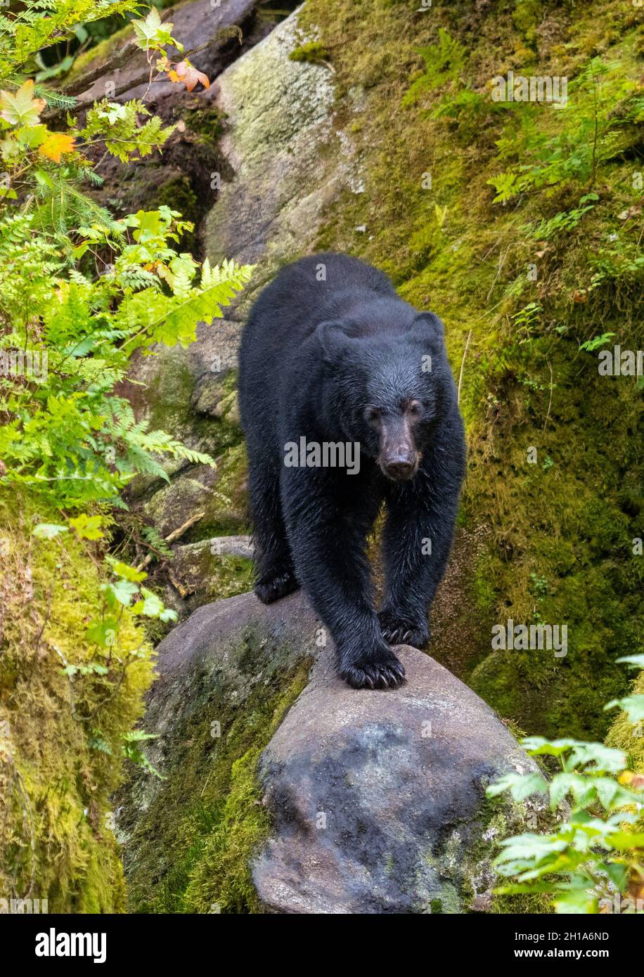 Black Bear, Anan Wildlife Observatory Site, Tongass National Forest, Alaska. Foto Stock