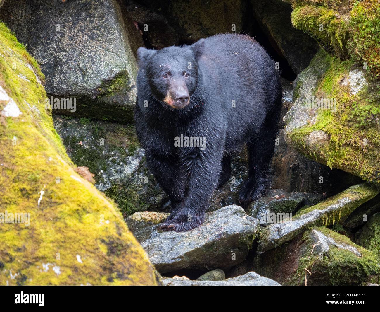 Black Bear, Anan Wildlife Observatory Site, Tongass National Forest, Alaska. Foto Stock