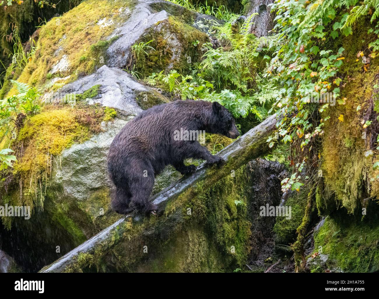 Black Bears at Anan Creek Wildlife Viewing Site, Tongass National Forest, vicino Wrangell, Alaska. Foto Stock