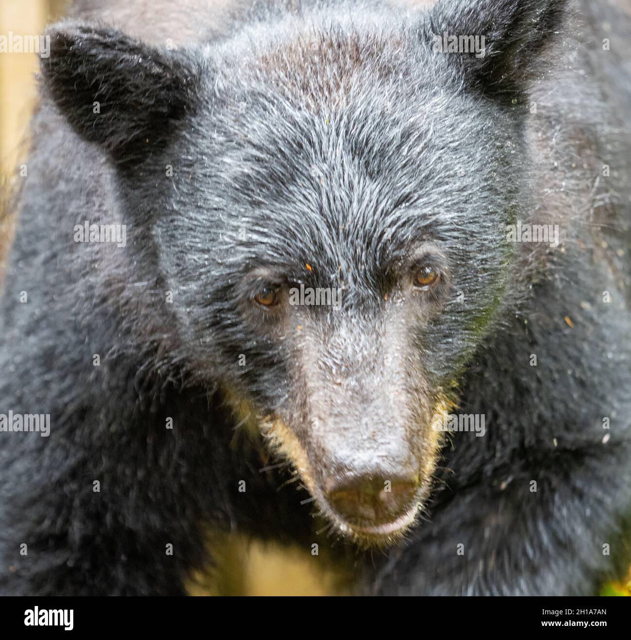 Black Bears at Anan Creek Wildlife Viewing Site, Tongass National Forest, vicino Wrangell, Alaska. Foto Stock