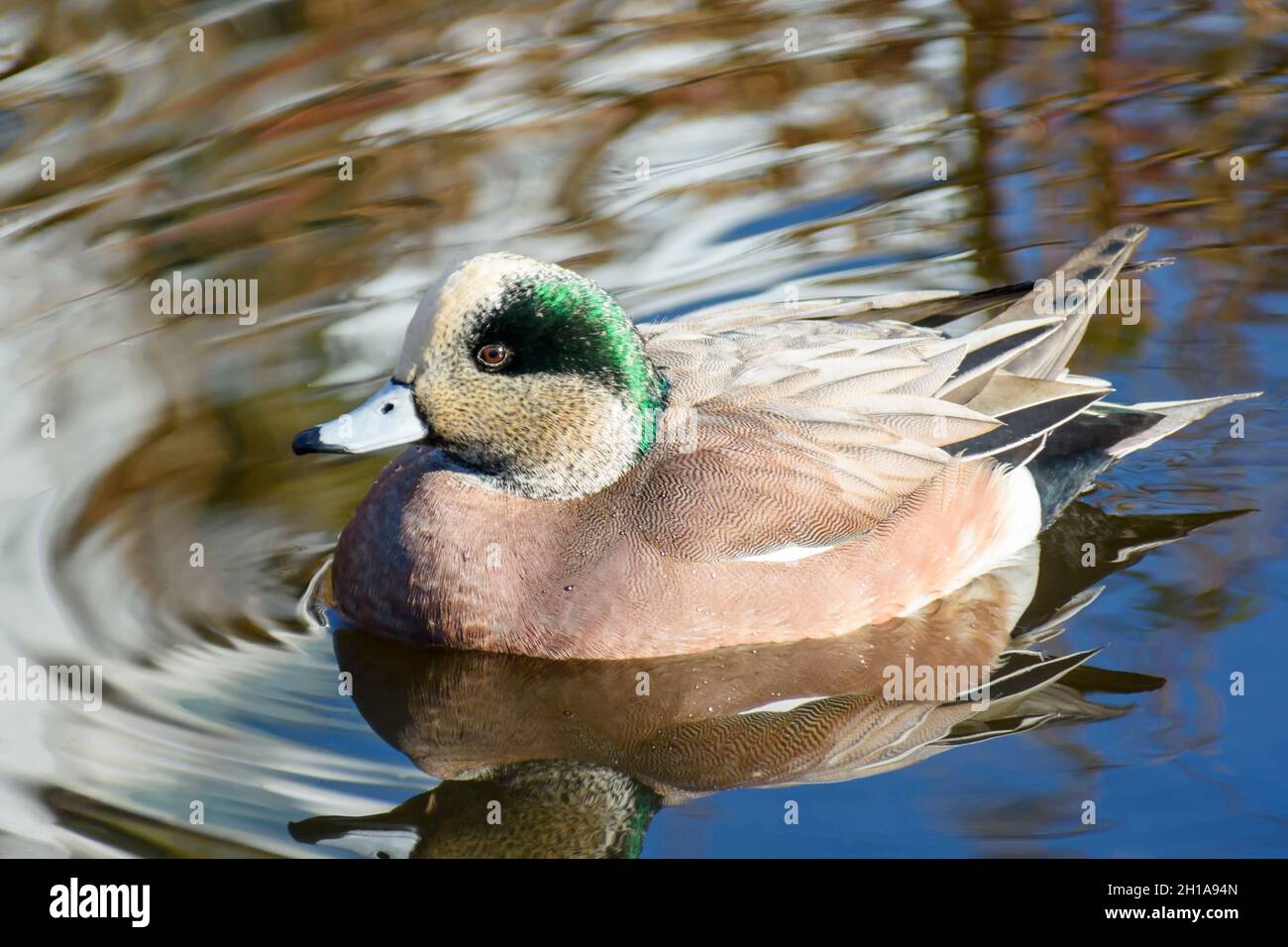 American Widgeon, Mareca americana, Vancouver, British Colmbia, Canada Foto Stock