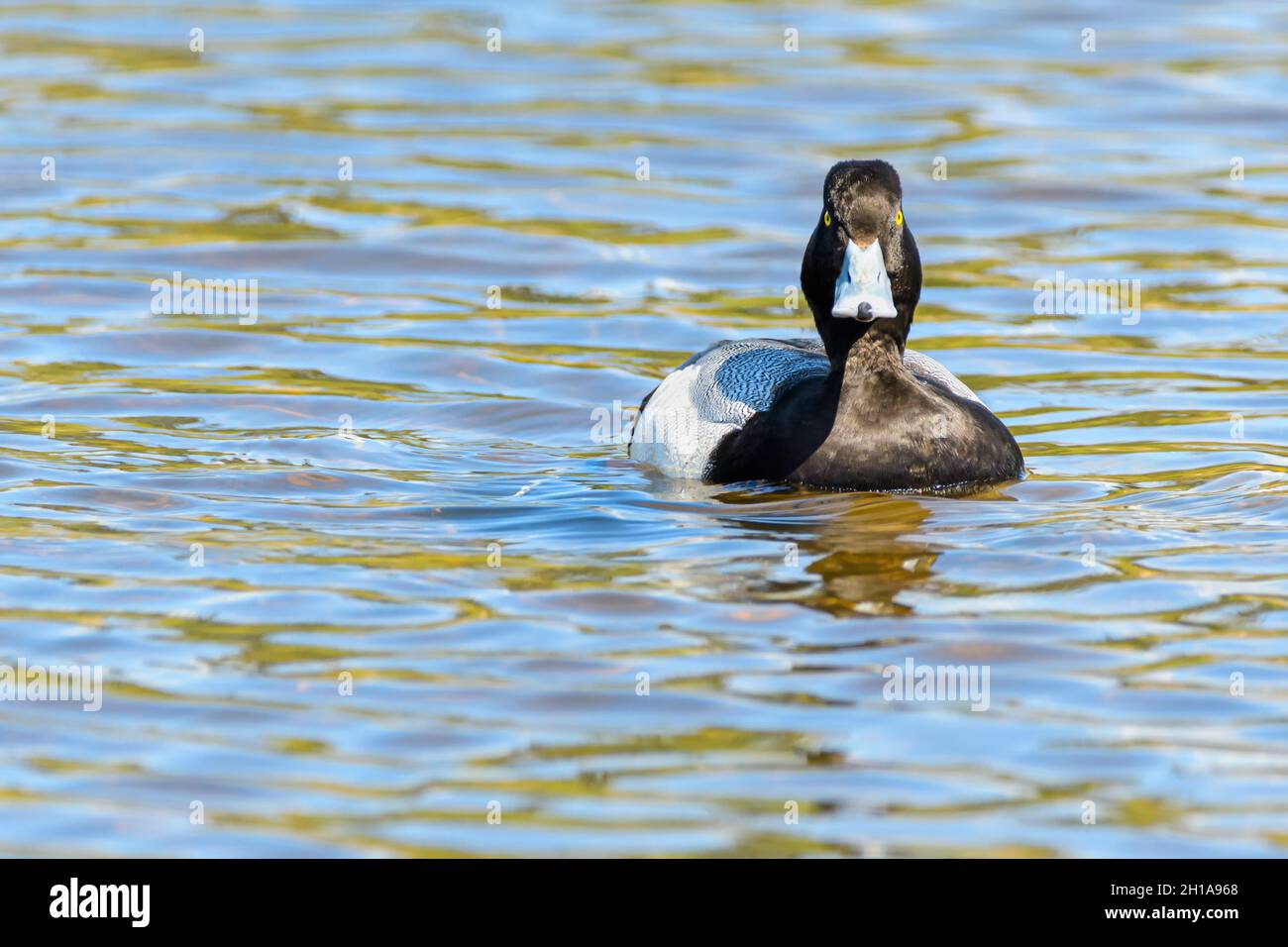 Lesser Scaup, Aythya affinis, Burnaby Lake Regional Park, Burnaby, British Columbia, Canada Foto Stock